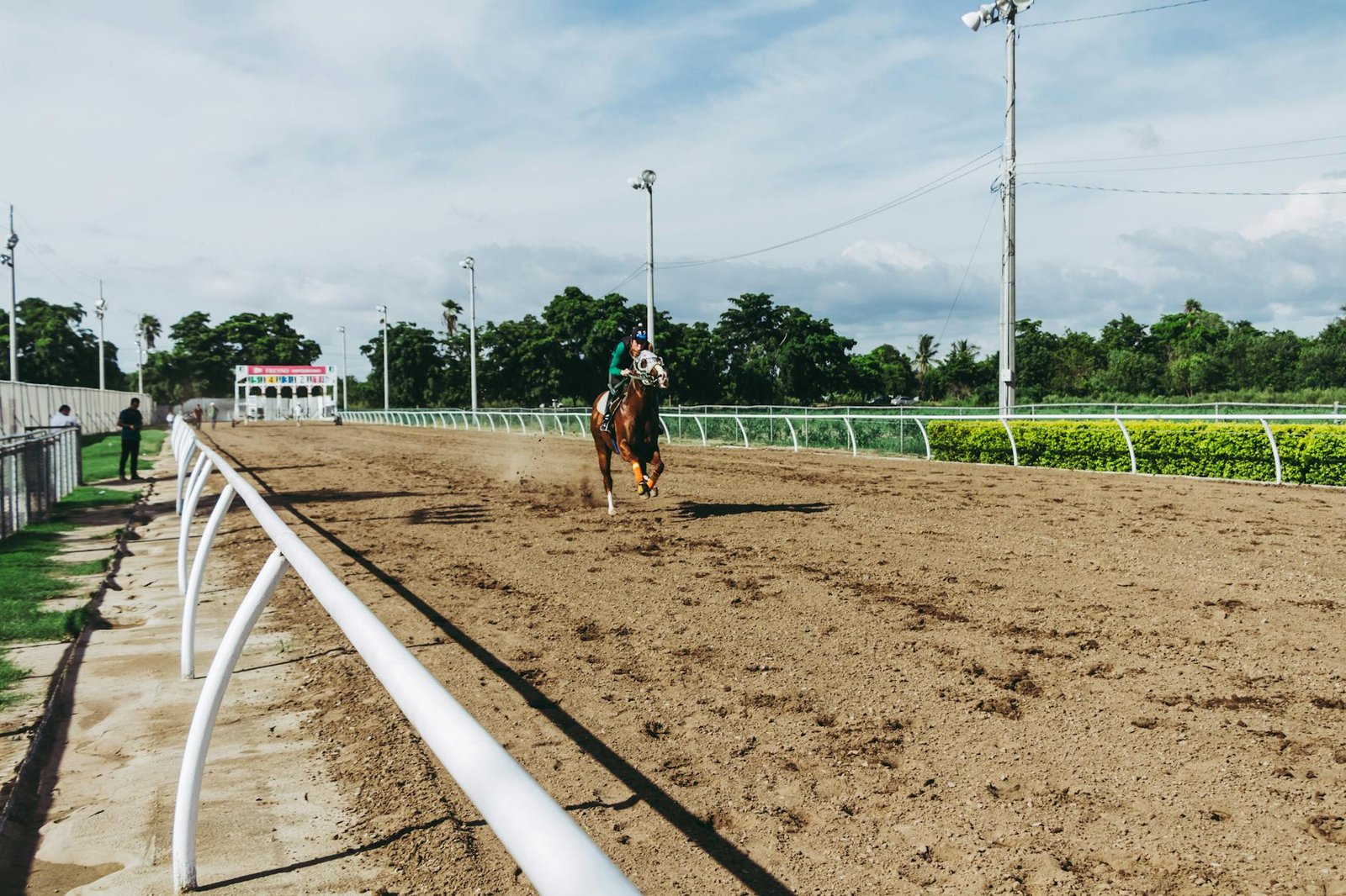 horse running in field